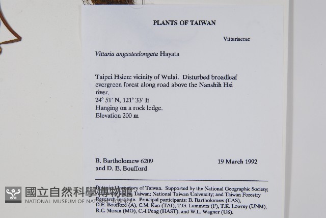 姬書帶蕨藏品圖，第2張