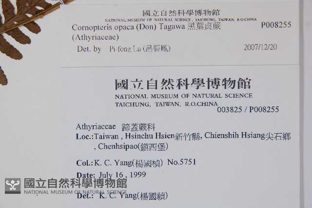 黑葉貞蕨藏品圖，第2張