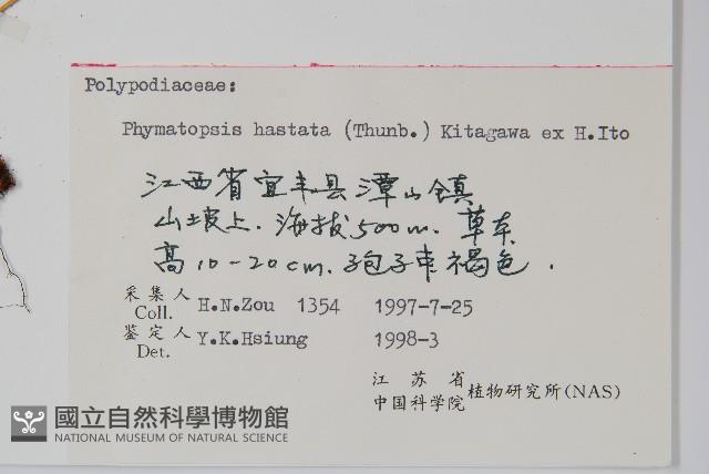 金雞腳藏品圖，第2張