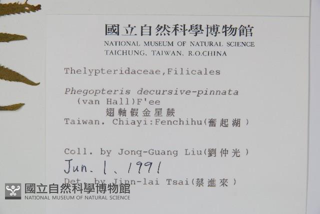 翅軸假金星蕨、短柄卵果蕨藏品圖，第2張