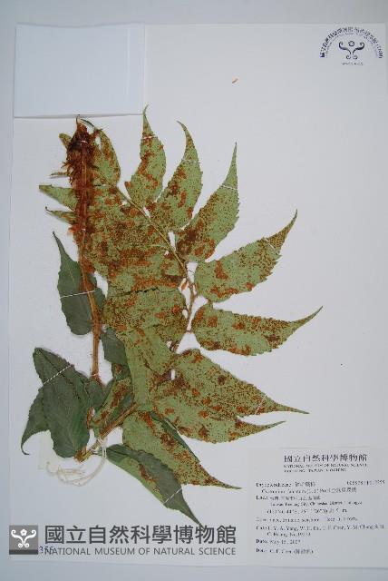 全緣貫眾蕨藏品圖，第1張