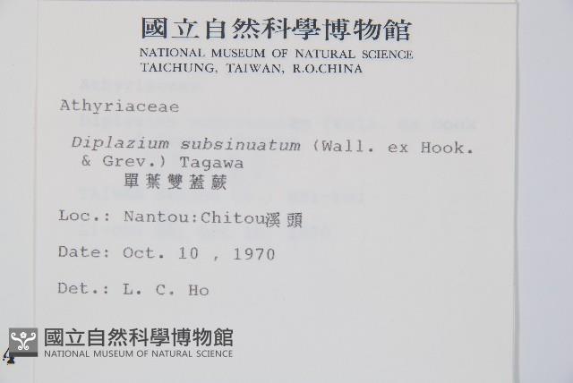 單葉雙蓋蕨藏品圖，第2張