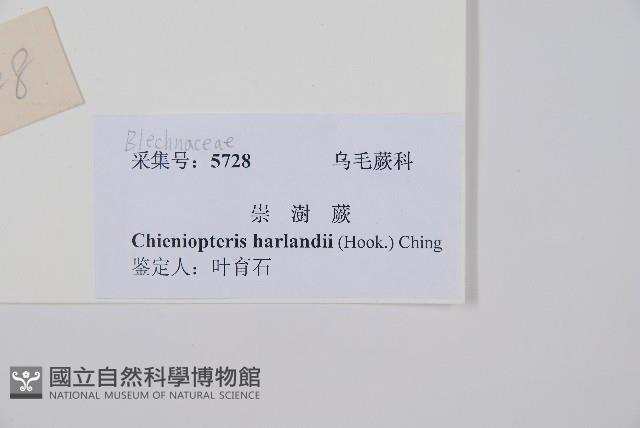 崇澍蕨藏品圖，第2張