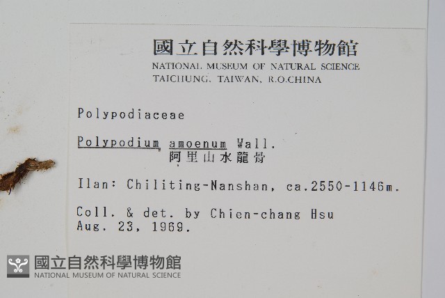 阿里山水龍骨藏品圖，第2張