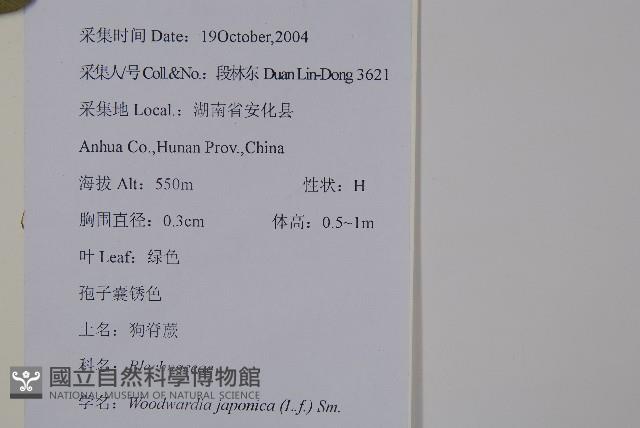 日本狗脊蕨藏品圖，第2張