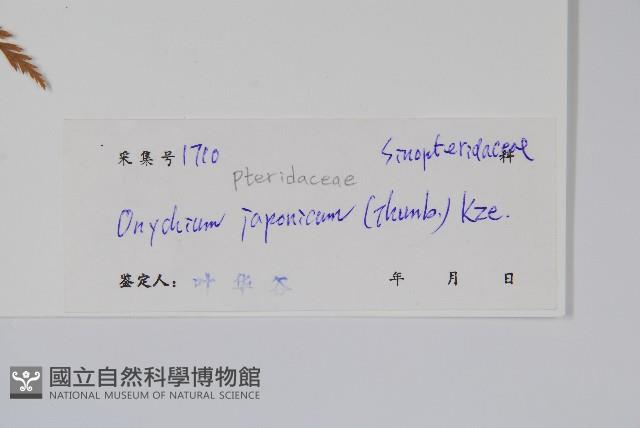 日本金粉蕨藏品圖，第2張