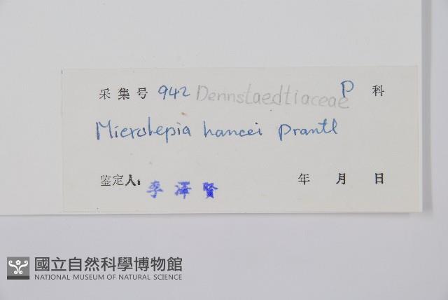 華南鱗蓋蕨藏品圖，第2張