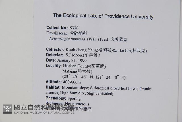 大膜蓋蕨藏品圖，第5張