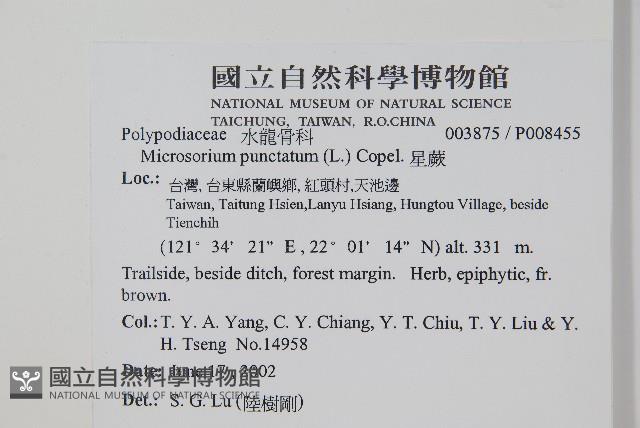 星蕨藏品圖，第2張