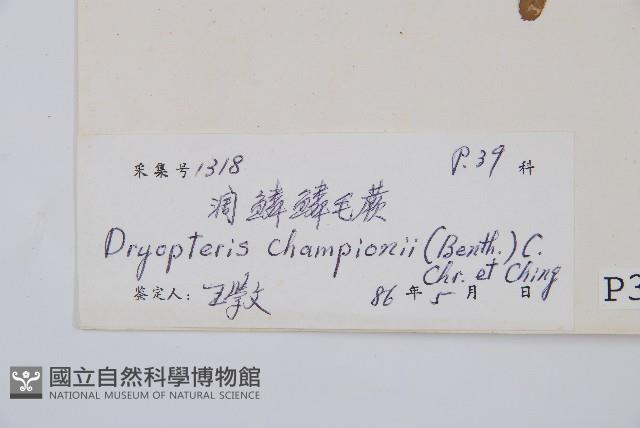 闊鱗鱗毛蕨藏品圖，第2張