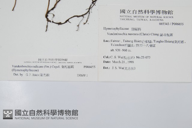 南海瓶蕨藏品圖，第2張