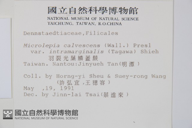 羽葉鱗蓋蕨藏品圖，第2張