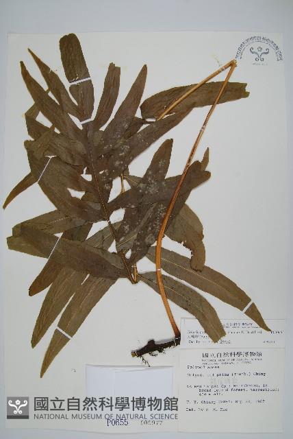 Accession Number:P000655 Collection Image, Figure 1, Total 2 Figures