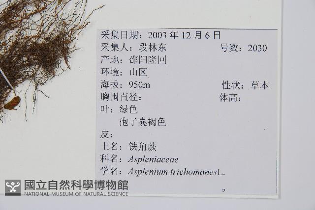 鐵角蕨藏品圖，第2張