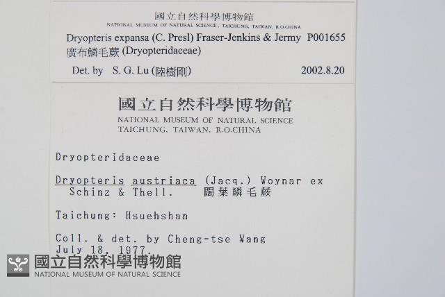 廣布鱗毛蕨藏品圖，第2張