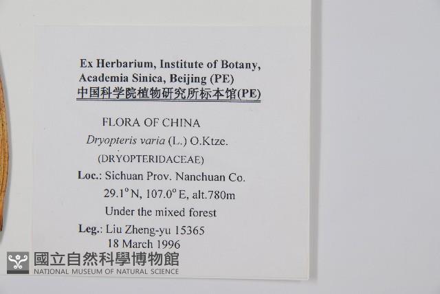 Japanese holly fern Collection Image, Figure 2, Total 2 Figures