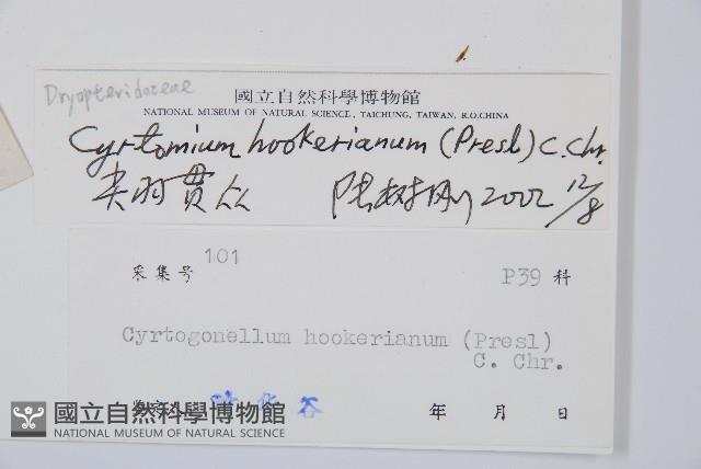 狹葉貫眾蕨藏品圖，第2張