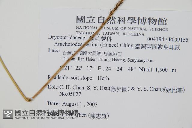 臺灣兩面複葉耳蕨藏品圖，第2張