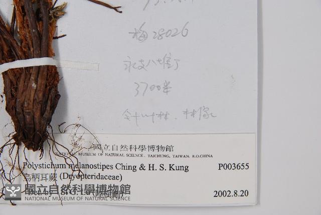 烏柄耳蕨藏品圖，第2張