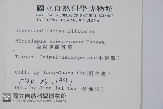 亞粗毛鱗蓋蕨藏品圖，第2張