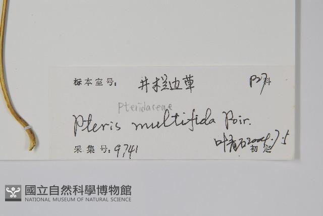 鳳尾蕨藏品圖，第2張