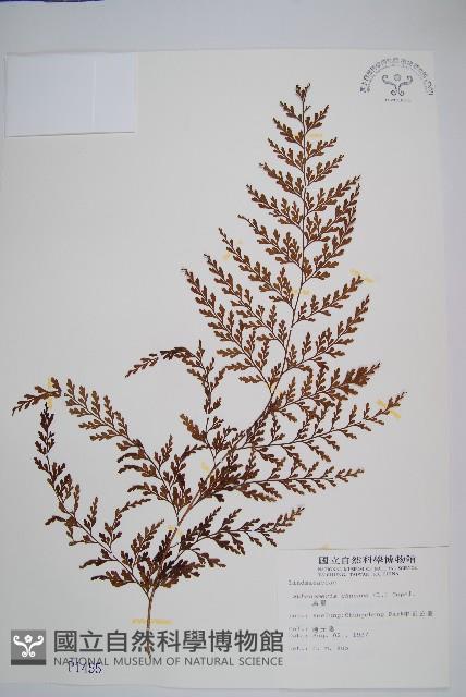 烏蕨藏品圖，第1張