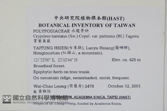 掌葉茀蕨藏品圖，第2張