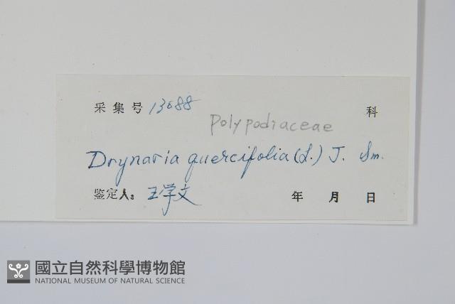 團葉槲蕨藏品圖，第2張