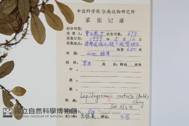 骨牌蕨藏品圖，第2張