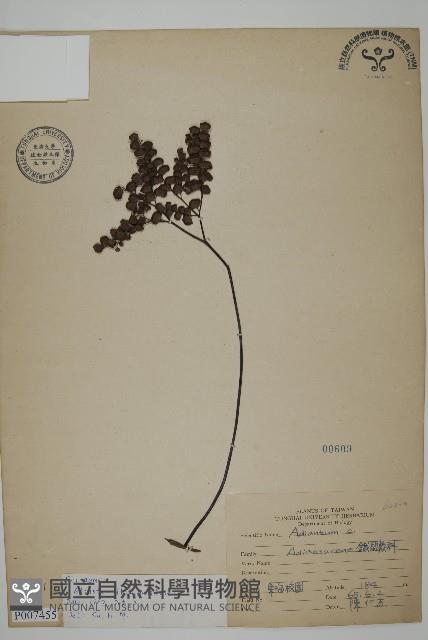 扇葉鐵線蕨藏品圖，第1張