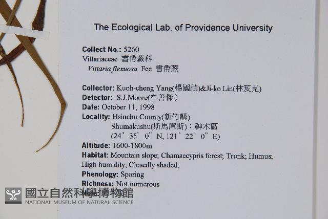 書帶蕨藏品圖，第2張