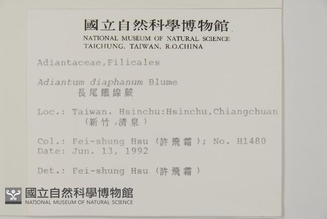 長尾鐵線蕨藏品圖，第2張