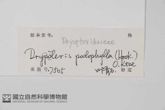 柄葉鱗毛蕨藏品圖，第2張