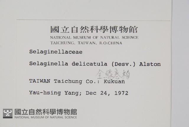 全緣卷柏藏品圖，第2張