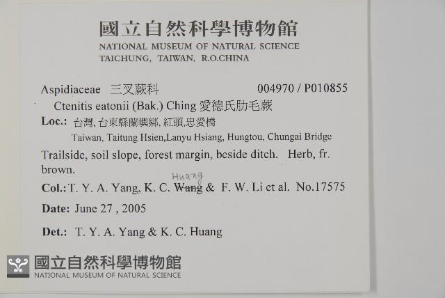 愛德氏肋毛蕨藏品圖，第2張