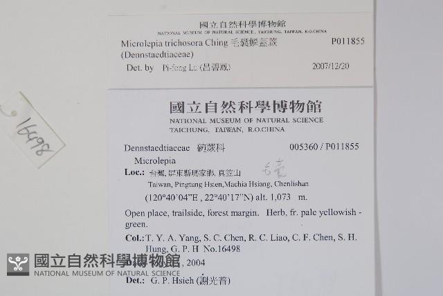 毛囊鱗蓋蕨藏品圖，第2張