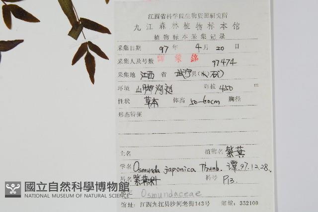 紫萁藏品圖，第2張