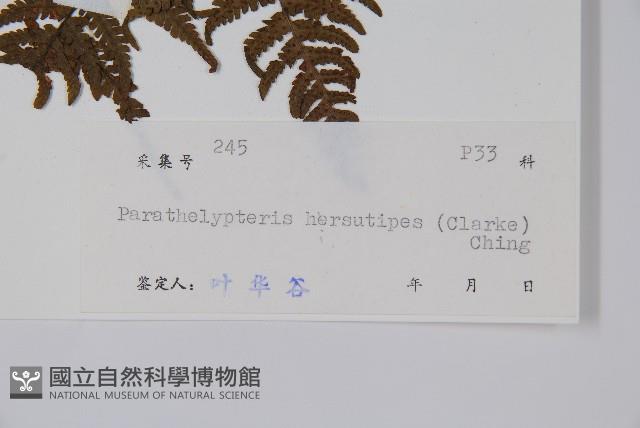 毛腳金星蕨藏品圖，第2張