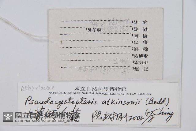 假冷蕨藏品圖，第2張