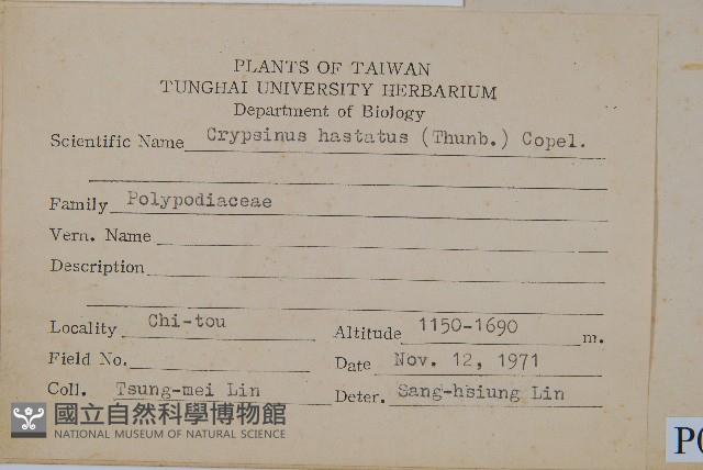 三葉茀蕨藏品圖，第2張