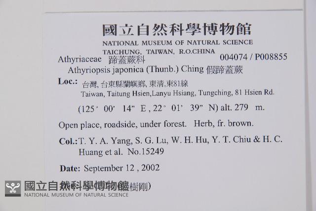 東洋蹄蓋蕨藏品圖，第2張