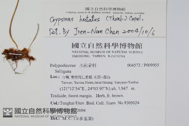 三葉茀蕨藏品圖，第2張