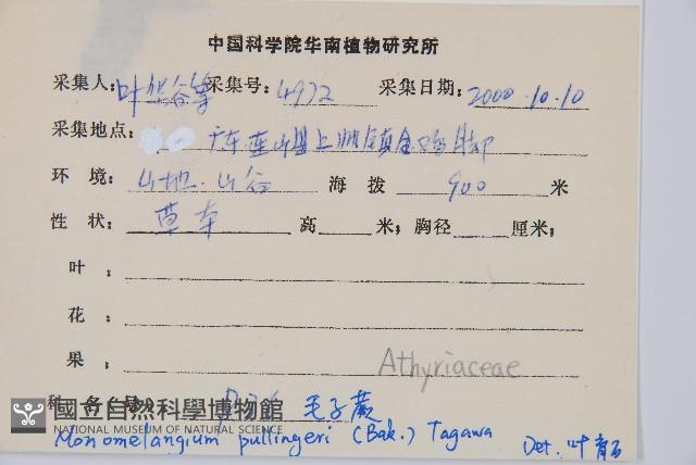 毛柄蹄蓋蕨藏品圖，第2張