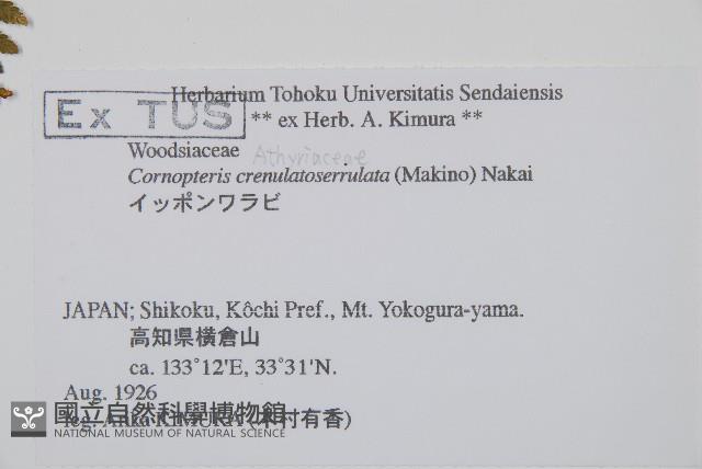 東北角蕨藏品圖，第2張