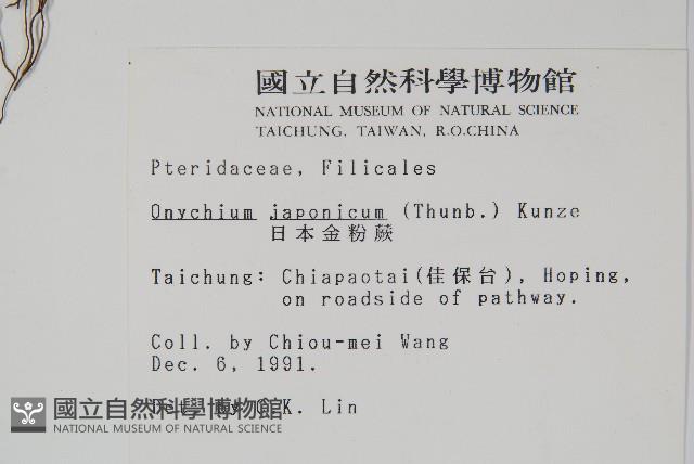 日本金粉蕨藏品圖，第2張