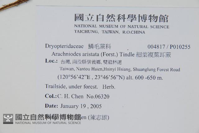 細葉複葉耳蕨藏品圖，第2張