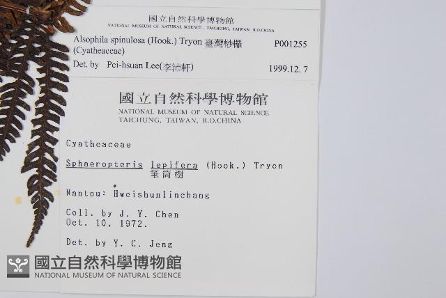 臺灣桫欏藏品圖，第2張