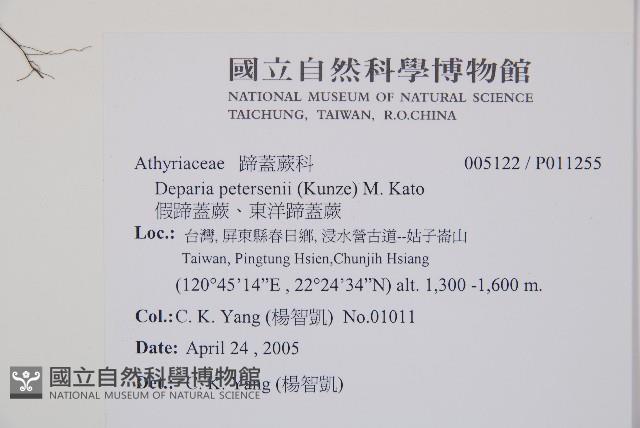 假蹄蓋蕨、東洋蹄蓋蕨藏品圖，第2張