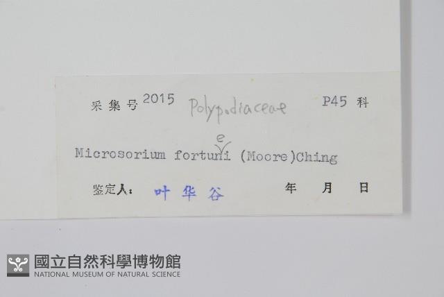 大星蕨藏品圖，第2張