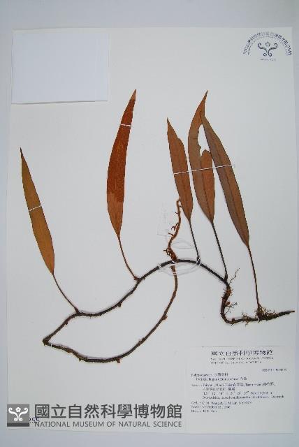 石葦藏品圖，第1張